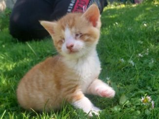 Baby Apollo