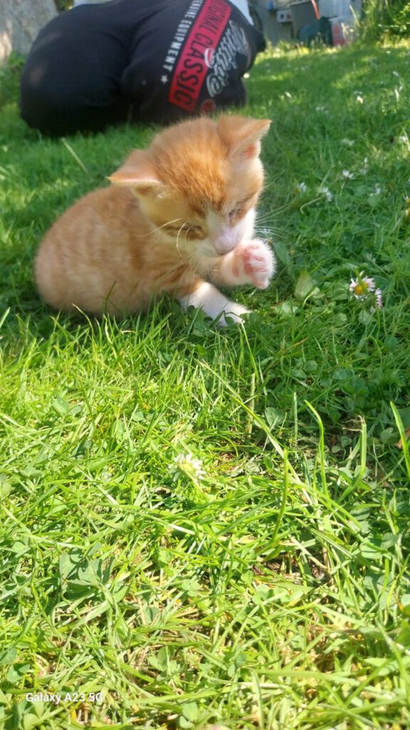 Baby Apollo