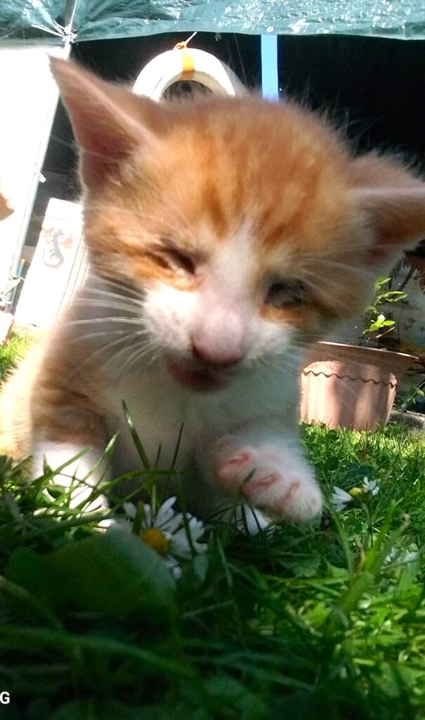 Baby Apollo