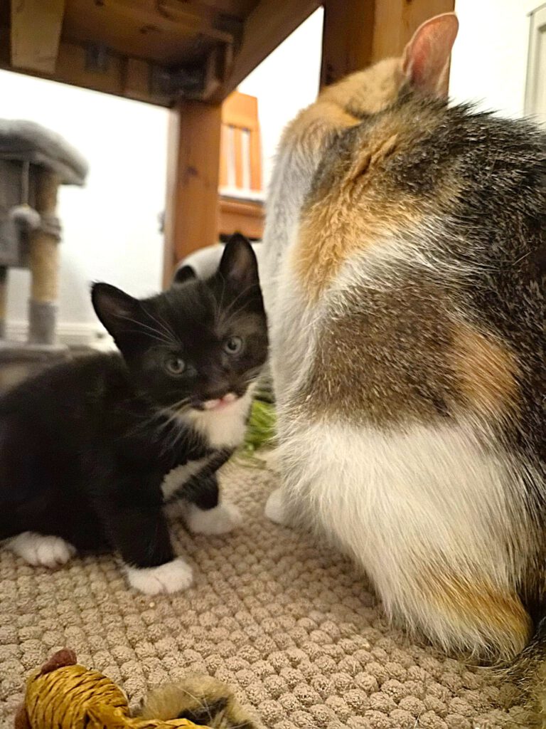 Chip, Chap, Cleopatra & Clara (alle RES.)