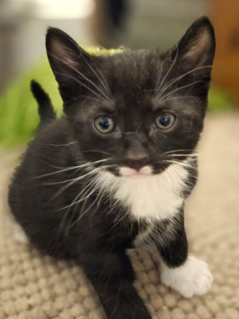 Alle unsere Katzen - Übersicht