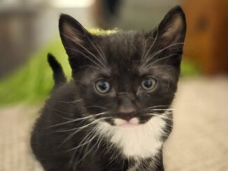Chip (Chap, Cleopatra & Clara RES.)