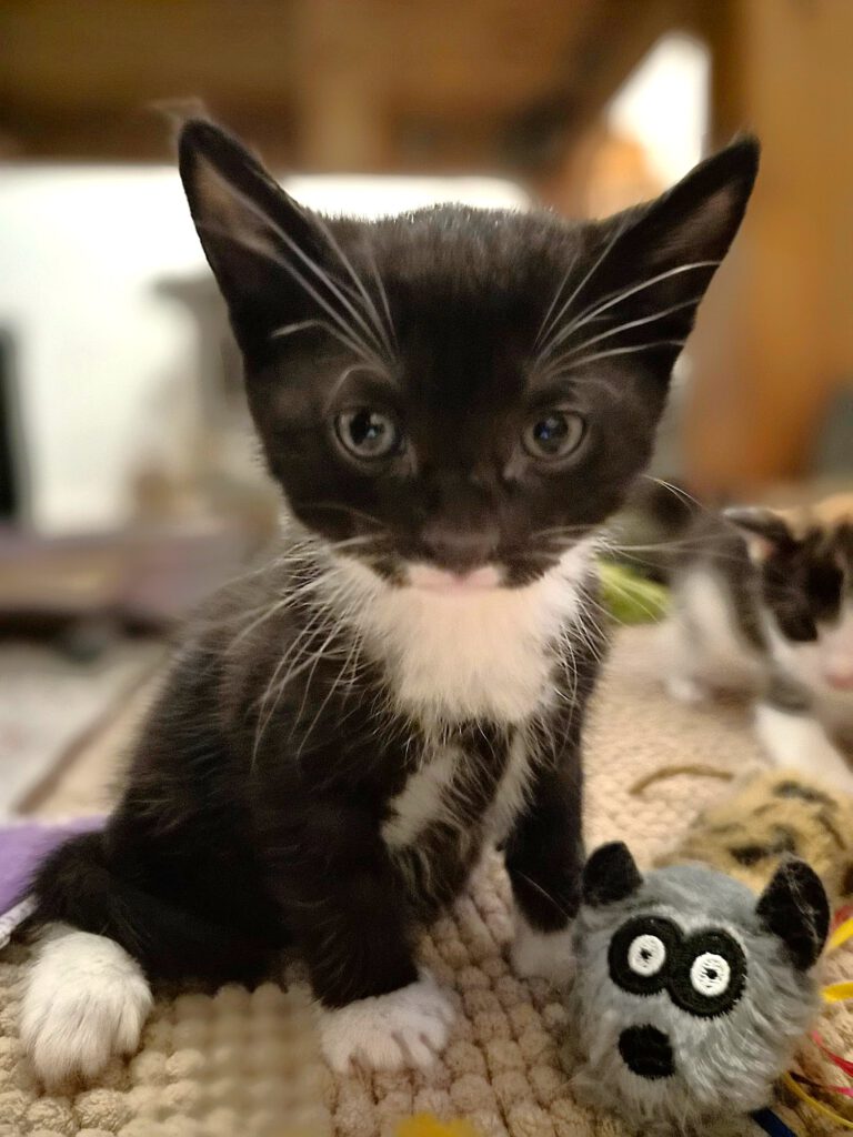 Chip, Chap, Cleopatra & Clara (alle RES.)