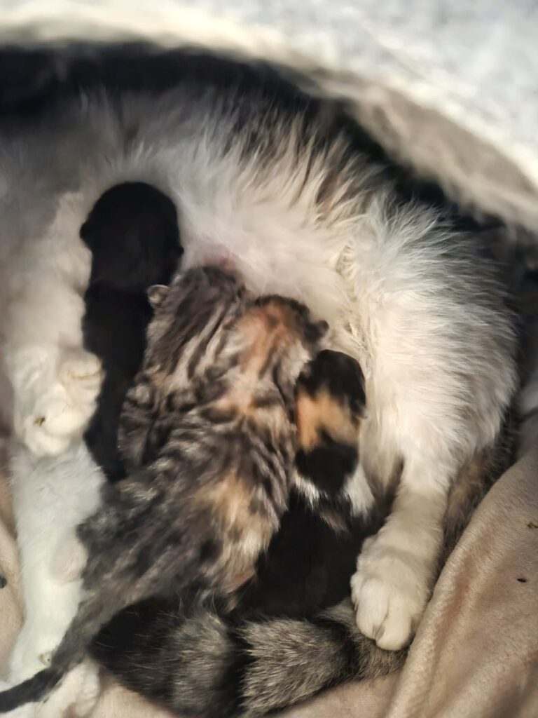 4 "Ciri-Babies"