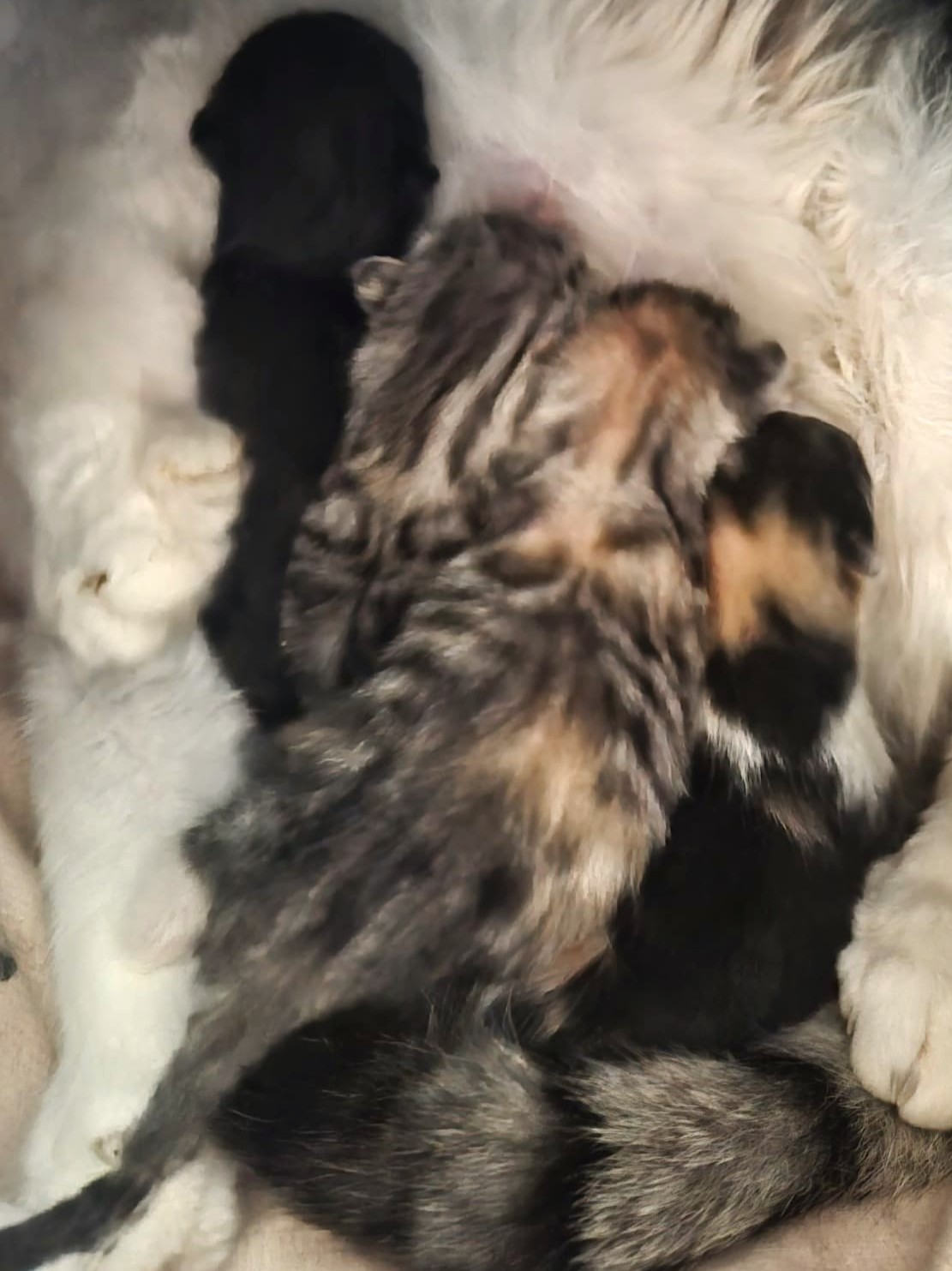 4 "Ciri-Babies"