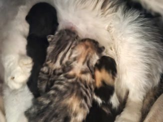 4 "Ciri-Babies"