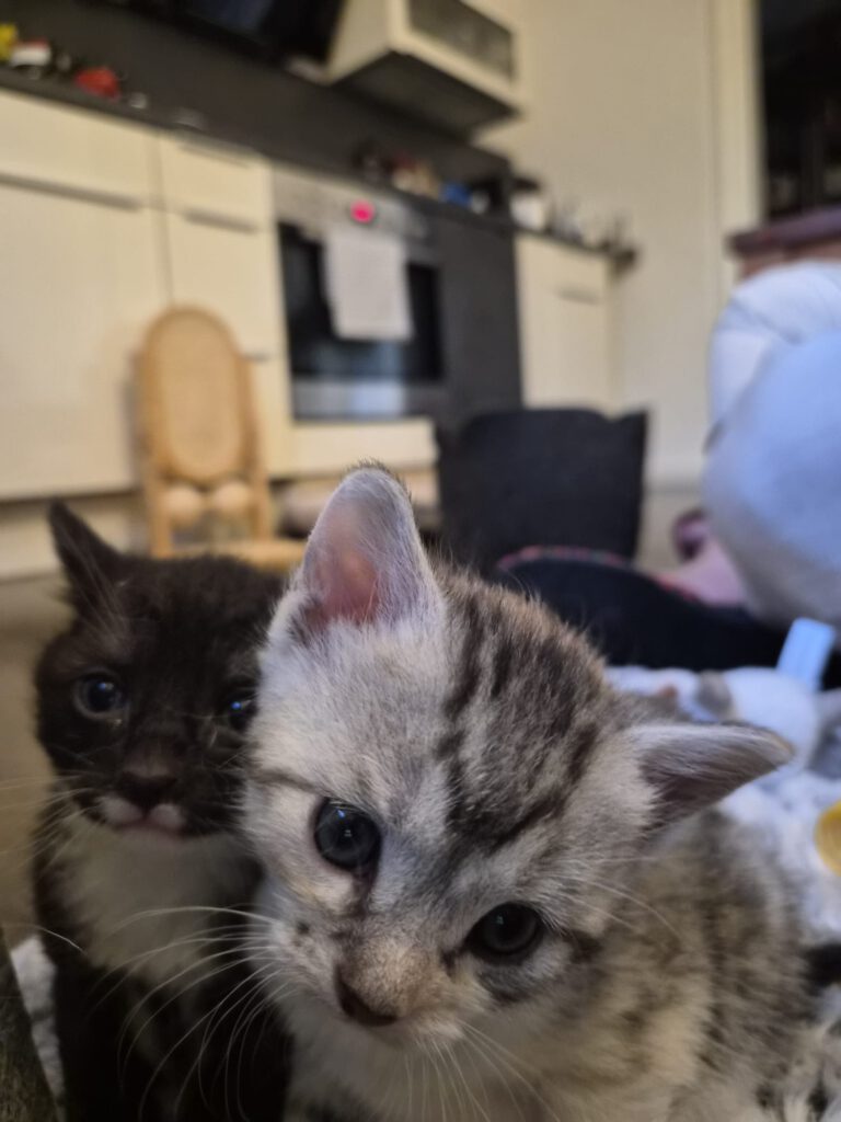 Cleopatra, Clara, Chip & Chap