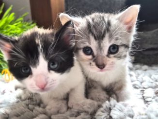 Cleopatra, Clara, Chip & Chap
