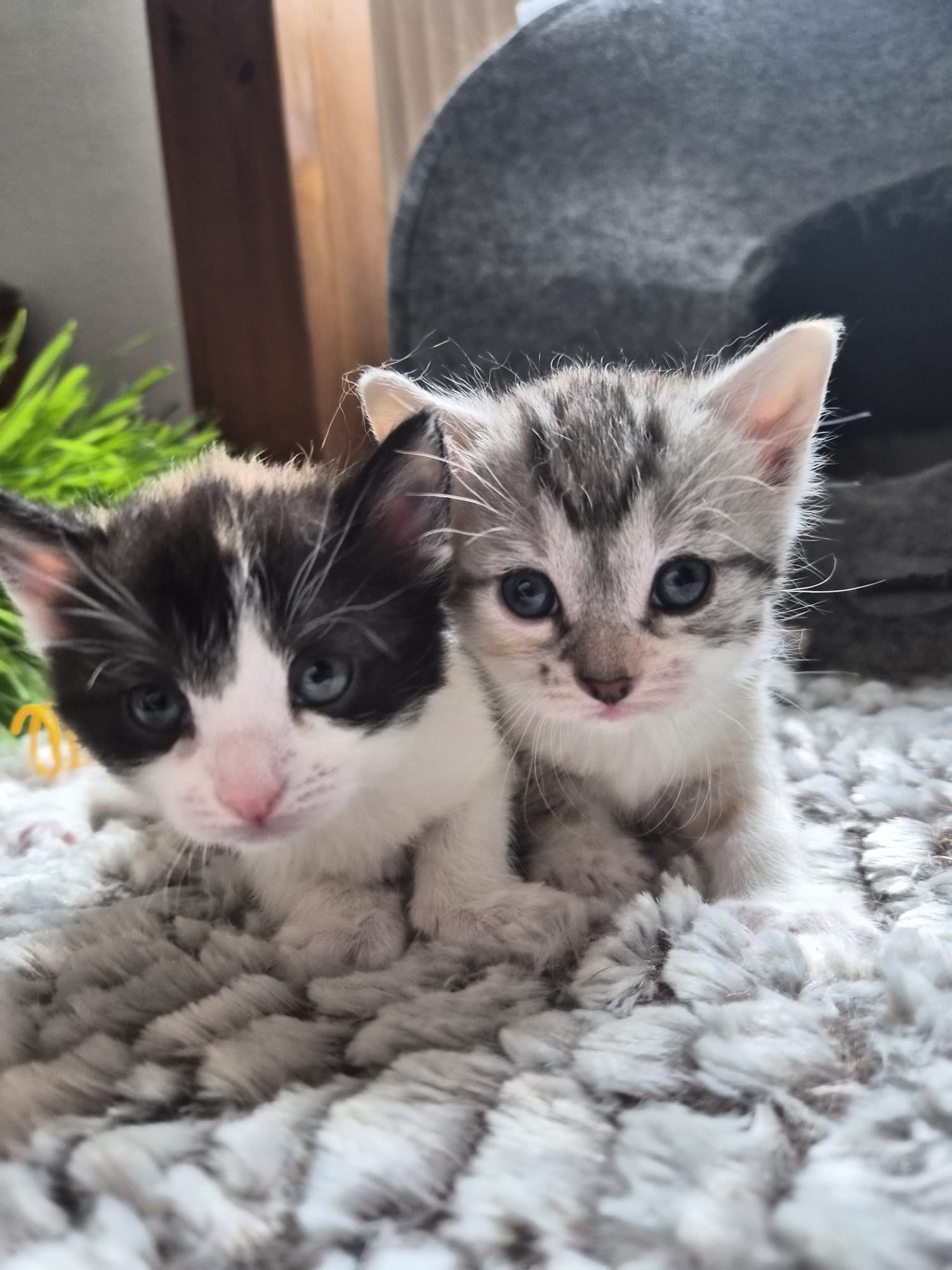 Cleopatra, Clara, Chip & Chap