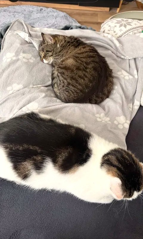 Feivel & Marion