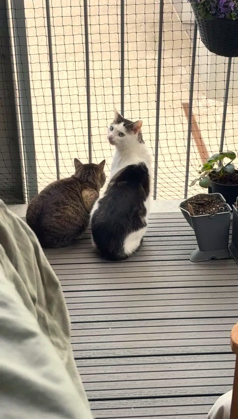 Feivel & Marion