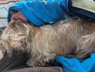 Fundhund Rowa / Burg Stargard (†)