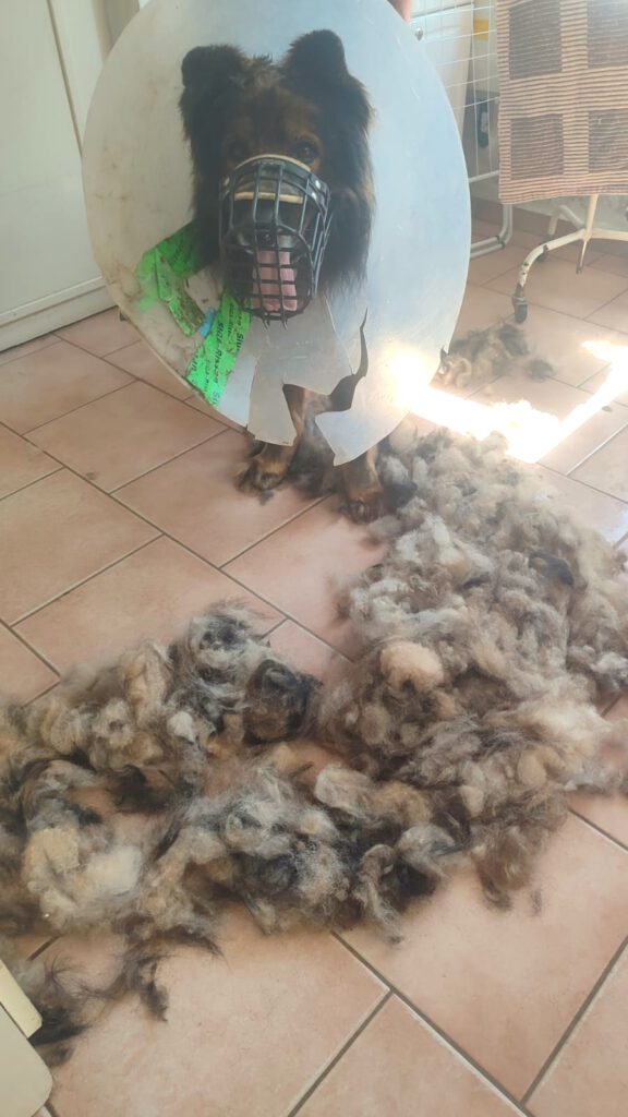 DANKE an Fellgeflüster Tiersalon NB!