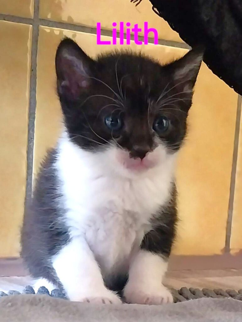 Alle unsere Katzen - Übersicht