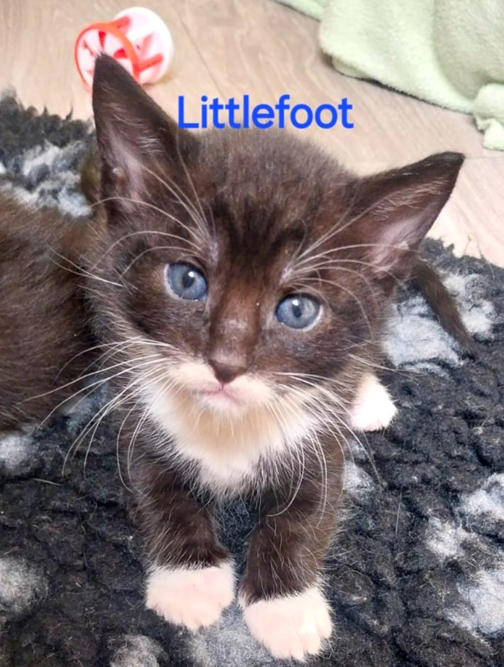 Alle unsere Katzen - Übersicht