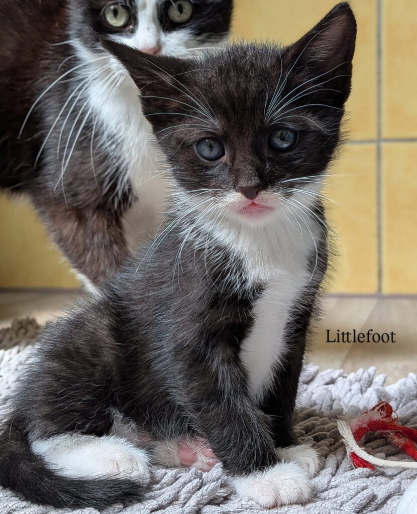Lucy mit Lady Gaga, Littlefoot, Lilith & Luzifer