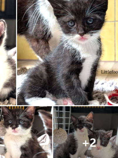 Lucy mit Lady Gaga, Littlefoot, Lilith & Luzifer