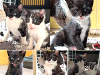 Lucy mit Lady Gaga, Littlefoot, Lilith & Luzifer