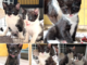 Lucy mit Lady Gaga, Littlefoot, Lilith & Luzifer
