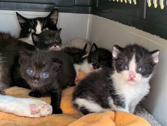 Lucy mit Lady Gaga, Littlefoot, Lilith & Luzifer