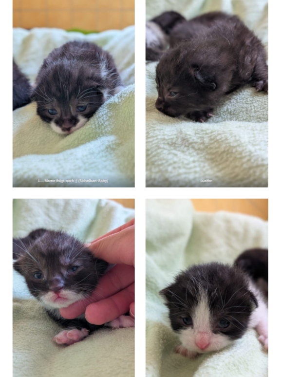 Lucy mit Lady Gaga, Littlefoot, Lilith & Luzifer