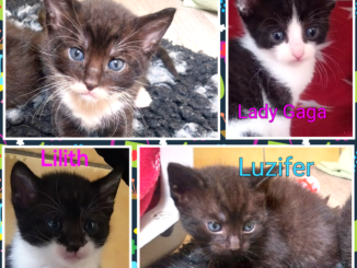 Lucy mit Lady Gaga, Littlefoot, Lilith & Luzifer