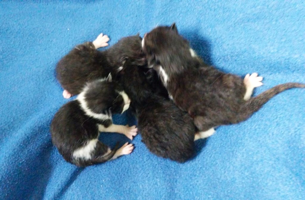 Lucy mit 4 Babies