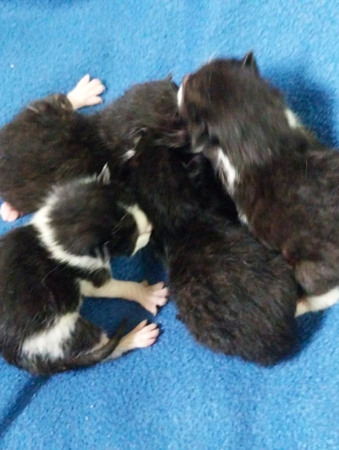 Lucy mit 4 Babies