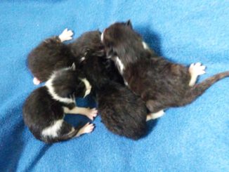 Lucy mit 4 Babies