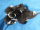 Lucy mit 4 Babies