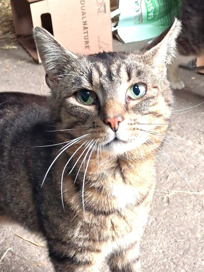 Alle unsere Katzen - Übersicht