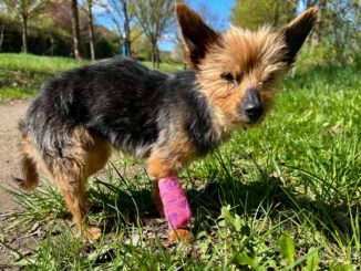 Puppi ... R.I.P. du liebe kleine Hundeseele