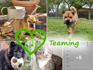 Teaming Update 🍀😻