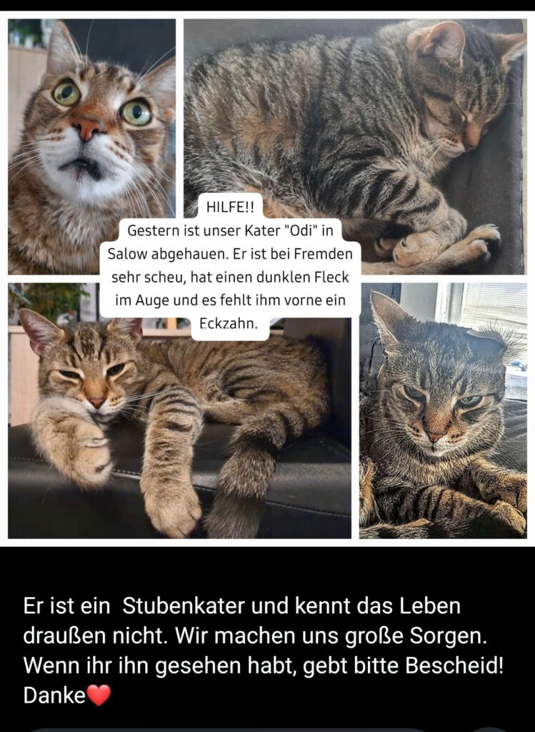Vermisst: Kater Odi in 17099 Salow!