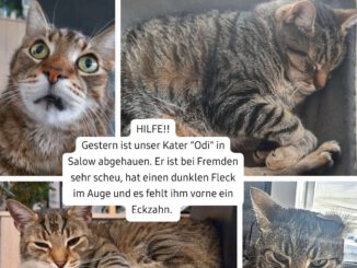 Vermisst: Kater Odi in 17099 Salow!