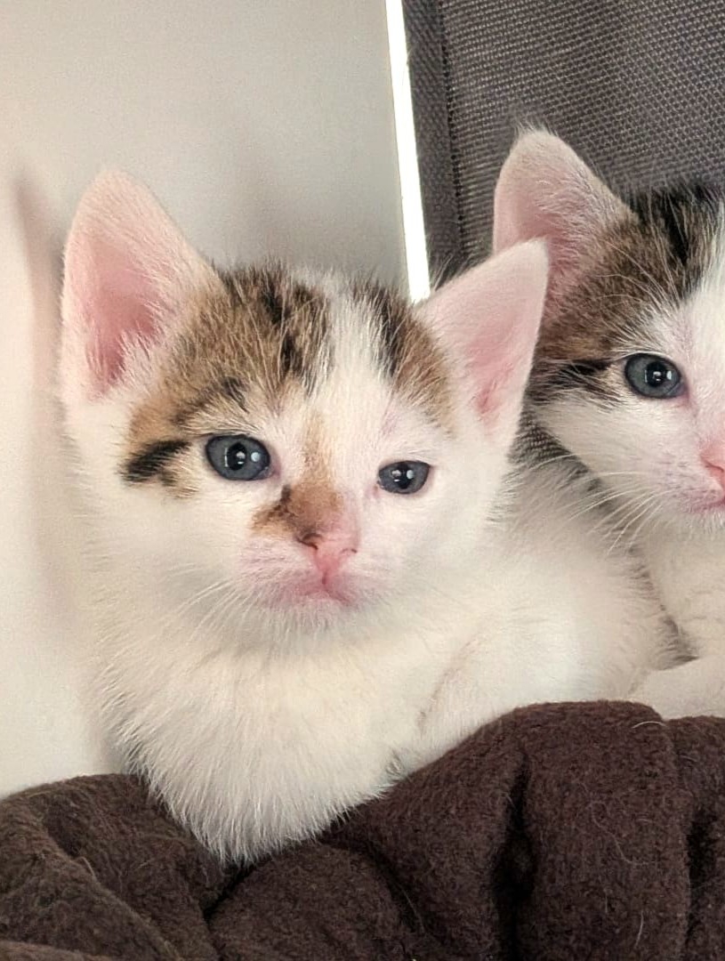 Alle unsere Katzen - Übersicht
