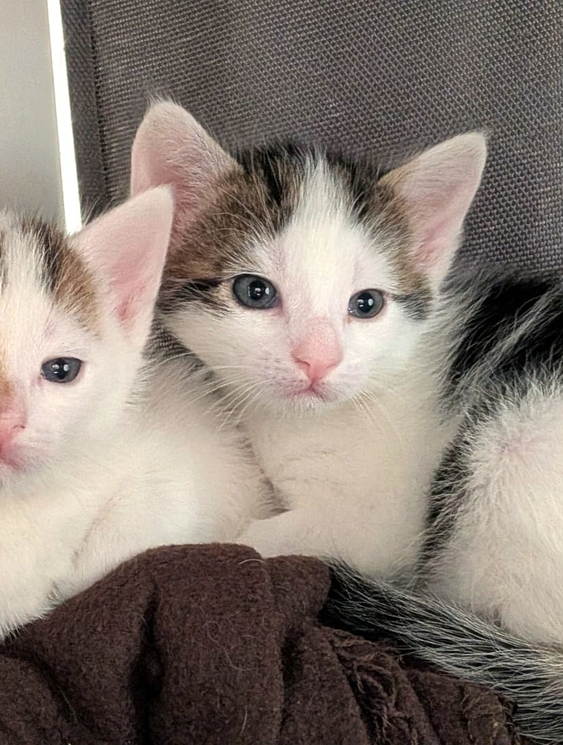 Alle unsere Katzen - Übersicht
