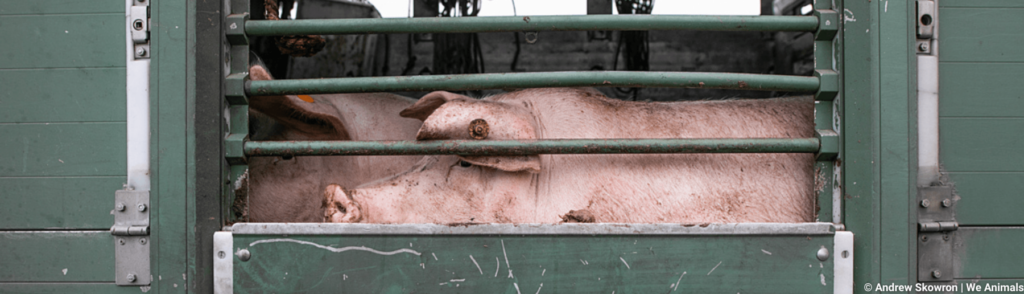 Unterschreibt für die Überarbeitung der Tierschutz-TransportVO - gegen das Leid von Tieren auf Transporten!