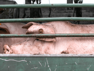 Unterschreibt für die Überarbeitung der Tierschutz-TransportVO - gegen das Leid von Tieren auf Transporten!