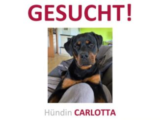 Rotti CARLOTTA in 17098 Genzkow vermisst!