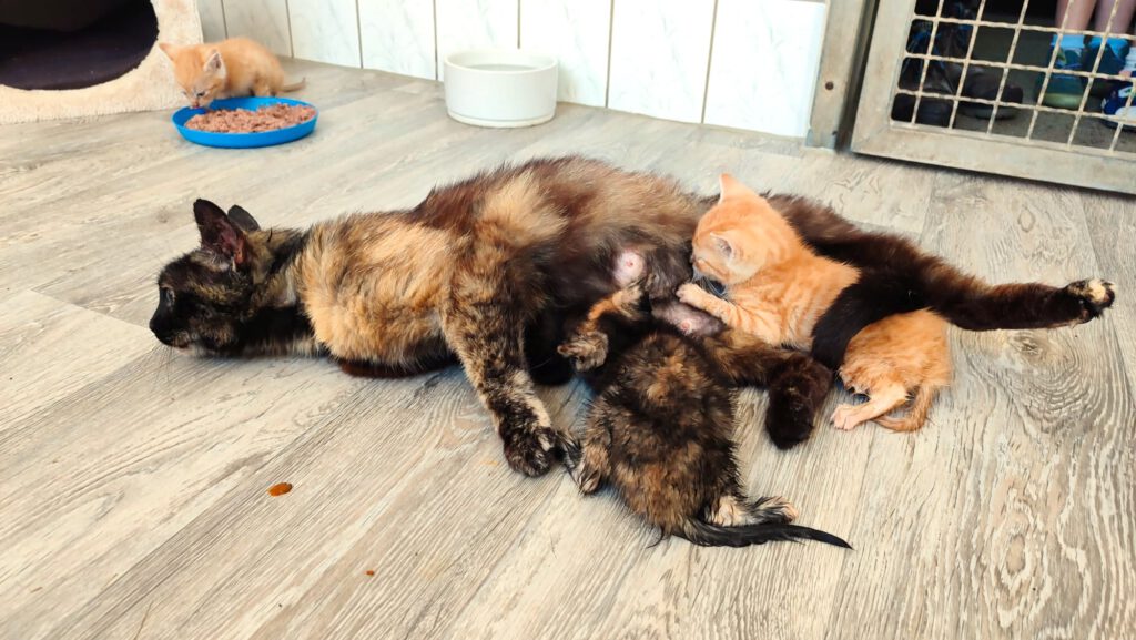 Papaya mit 4 Babies