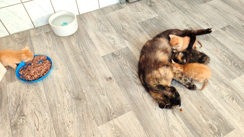 Papaya mit 4 Babies