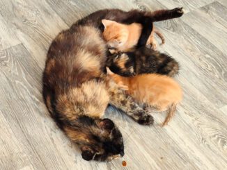 Papaya mit 4 Babies