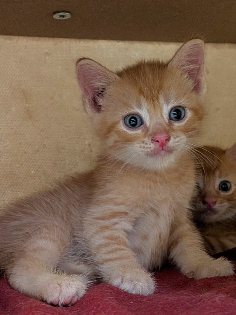 Alle unsere Katzen - Übersicht