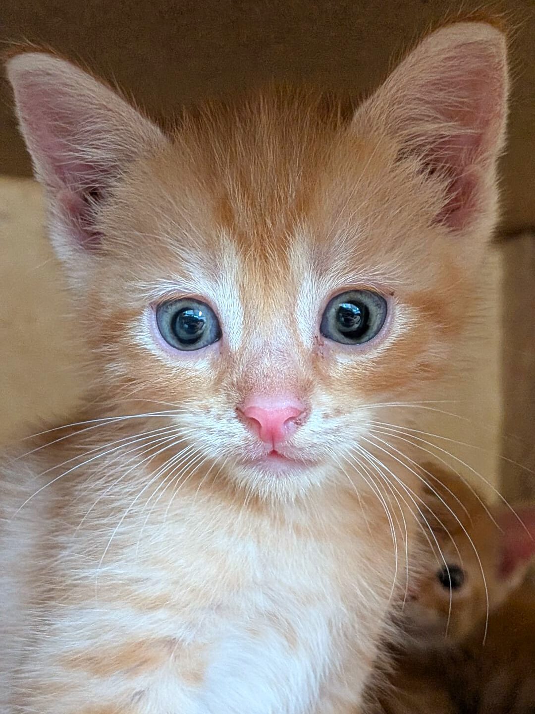 Alle unsere Katzen - Übersicht