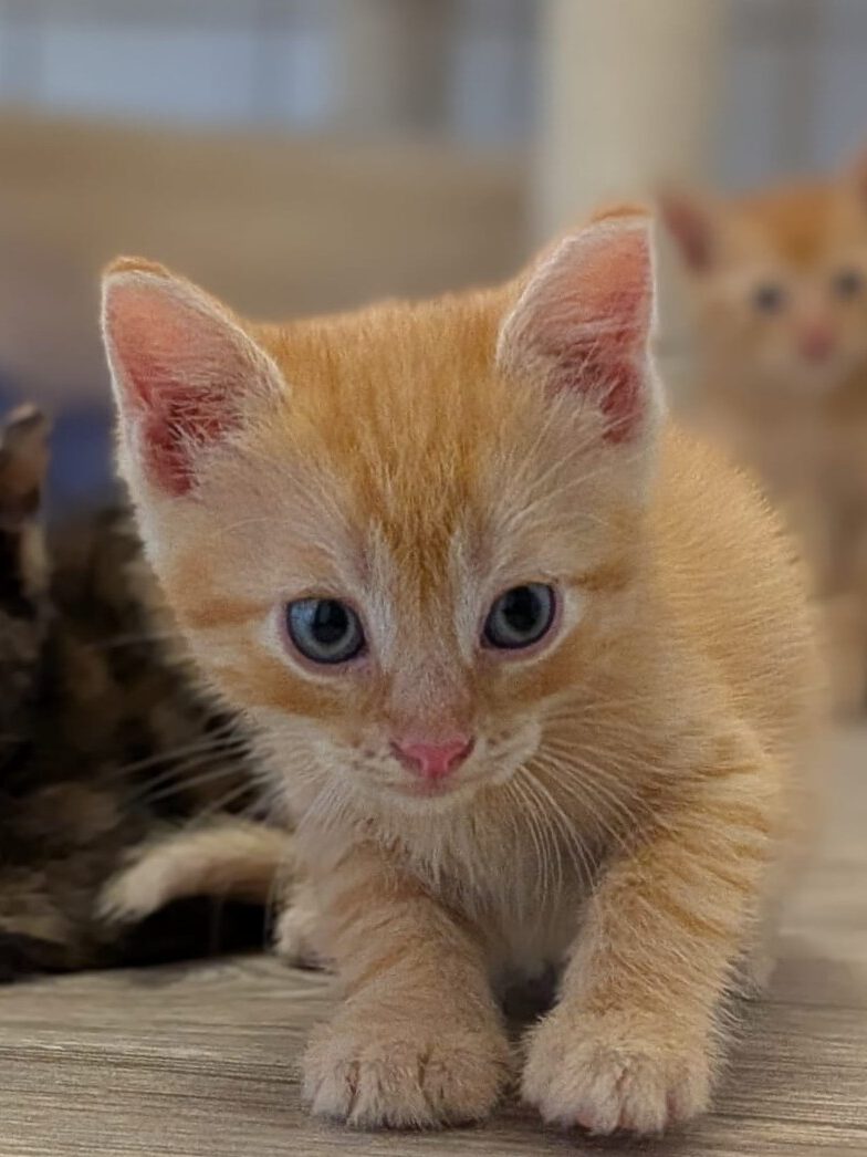 Alle unsere Katzen - Übersicht