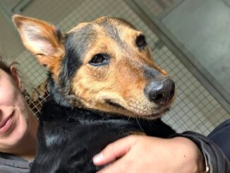 Pip