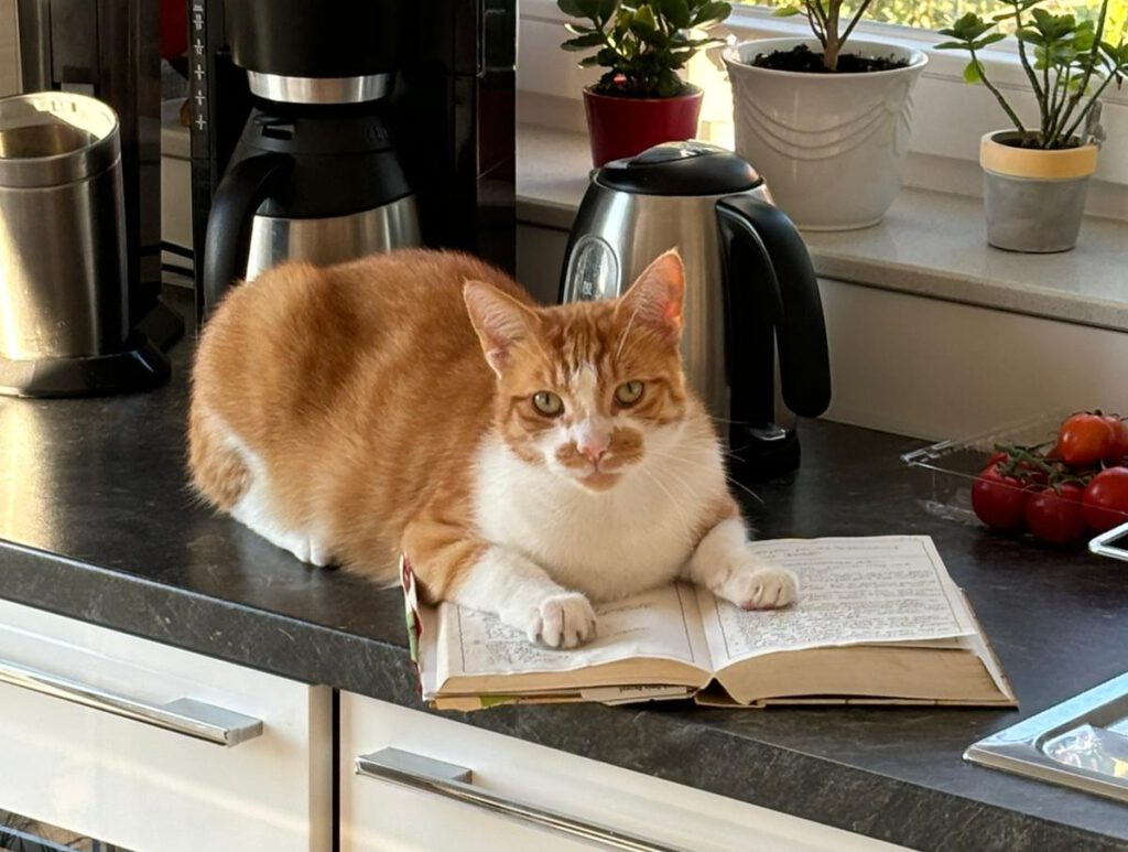 Vermisst: Rottiger-Kater Tommy in 17033 NB!