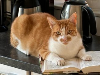 Vermisst: Rottiger-Kater Tommy in 17033 NB!