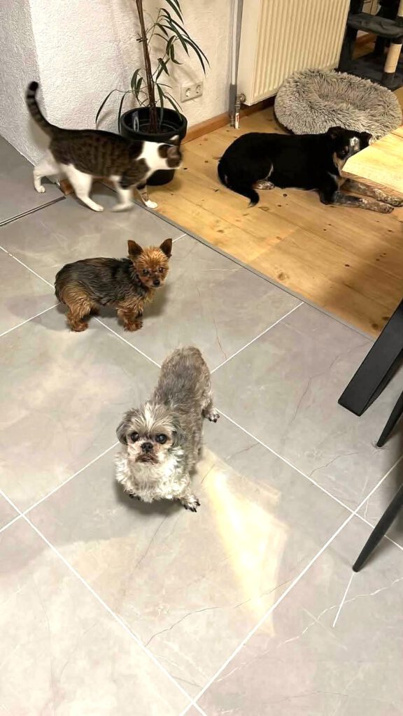 Joshi braucht "gestern" ein neues Zuhause!!!